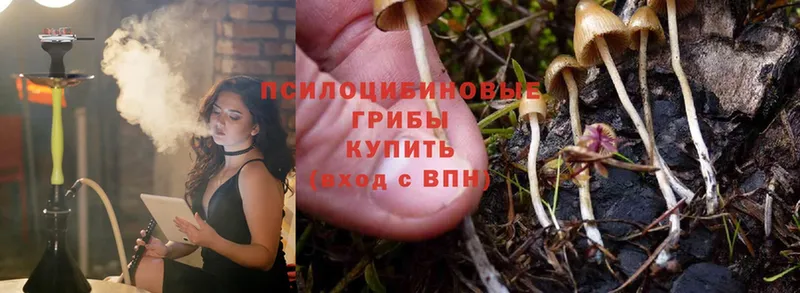 продажа наркотиков  Химки  Псилоцибиновые грибы Cubensis 